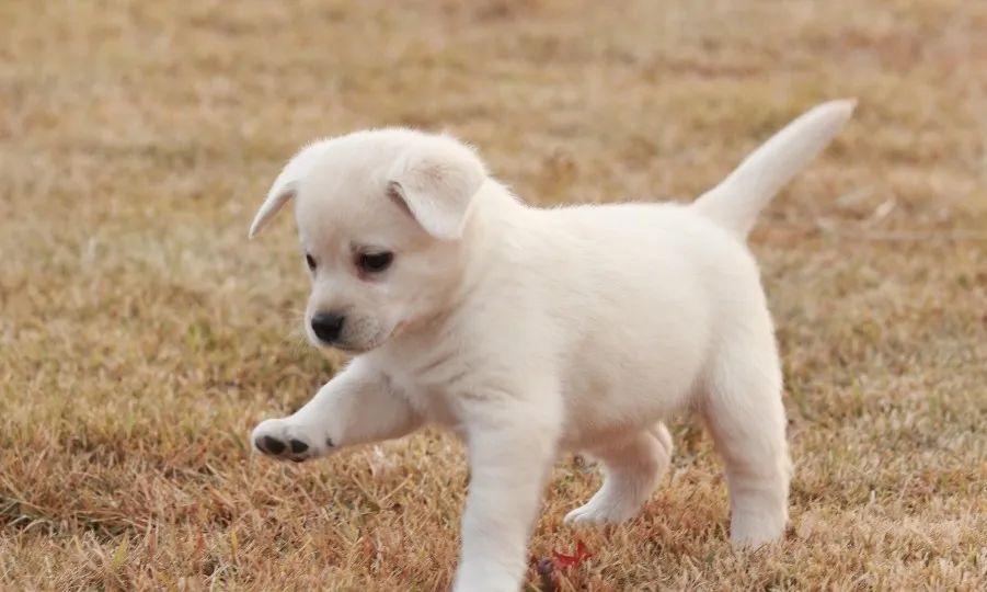 养狗新手入门必知推荐,想养只狗不知道该怎么养