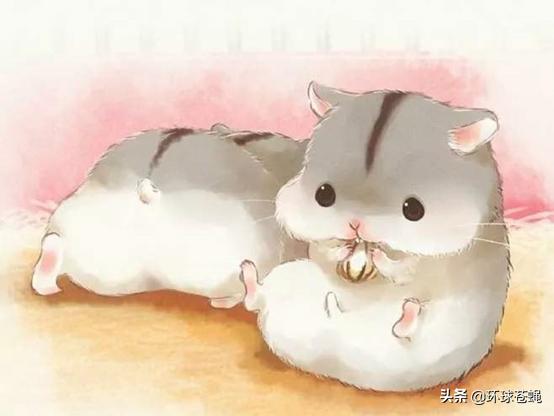 仓鼠有什么让人不理解的行为,仓鼠最容易误解的地方