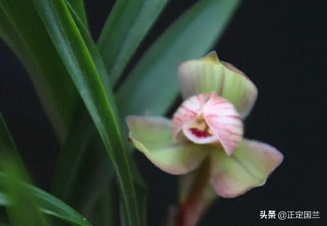 为什么兰花被称为国兰,为什么兰花又叫国兰