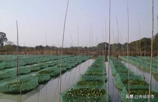 泥鳅养殖新政策农民,打造新农业新农人