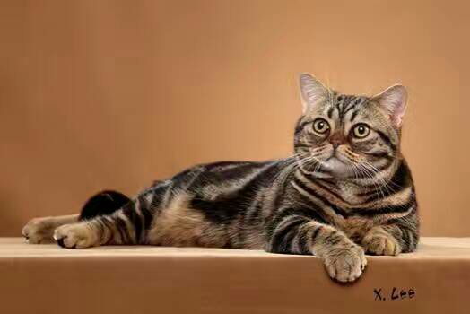 一直不太聪明的美国短毛猫,美国短毛猫的外貌相关数据