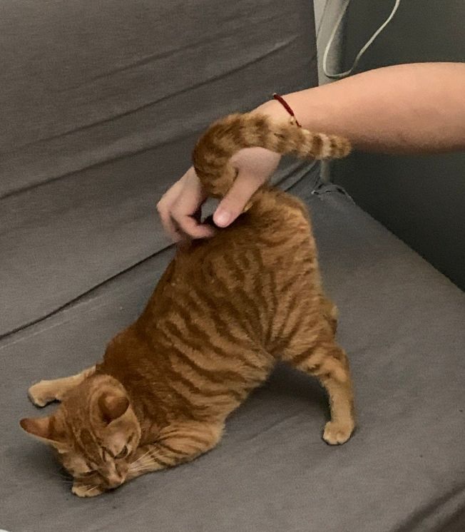 老祖宗挑猫术,老祖宗传下来的挑猫口诀