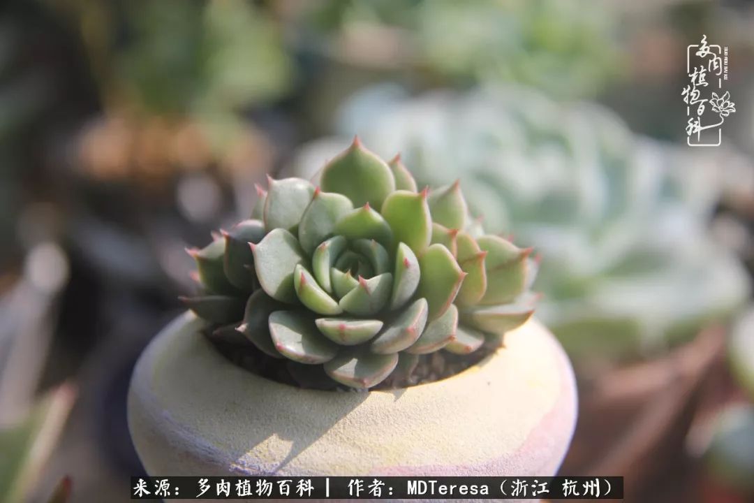 养好能养好的才是王道！期待多肉们的华丽转身