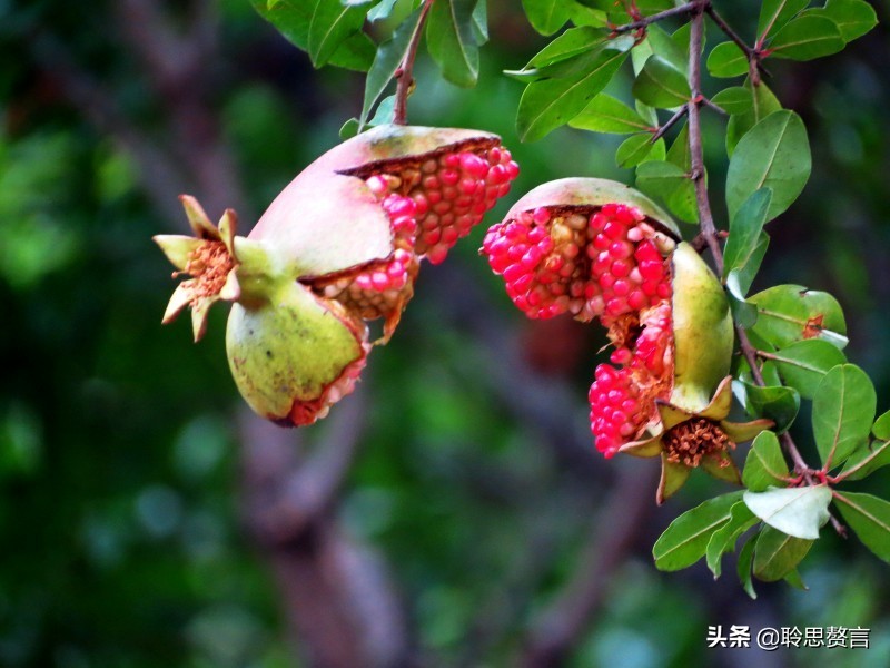 有关石榴的诗词,石榴树诗词