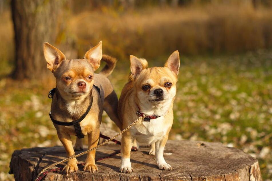 什么狗好养听话不掉毛不咬人,哪种狗狗不掉毛又好养又听话