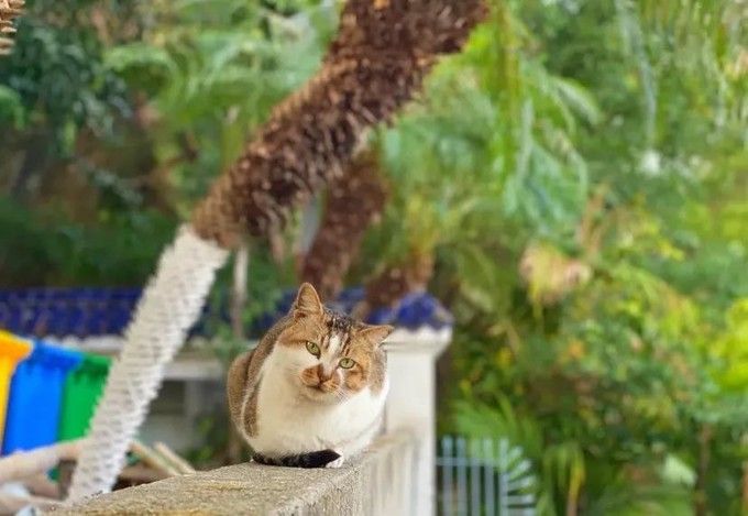 春节厦门自由行5日游攻略,自由行攻略厦门旅游景点