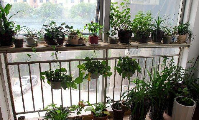 养花四种肥,这4种花只要水就可以养活