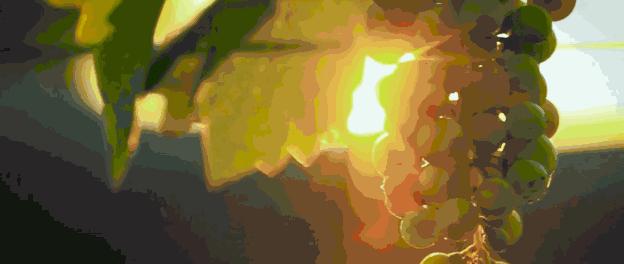 俄罗斯酒业,俄罗斯葡萄酒市场格局