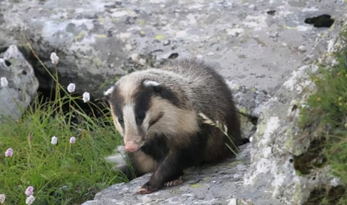 蛇中大熊猫价值,中国蛇中大熊猫