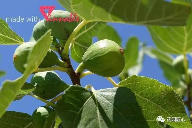 想自己种一棵树,想种自己的树