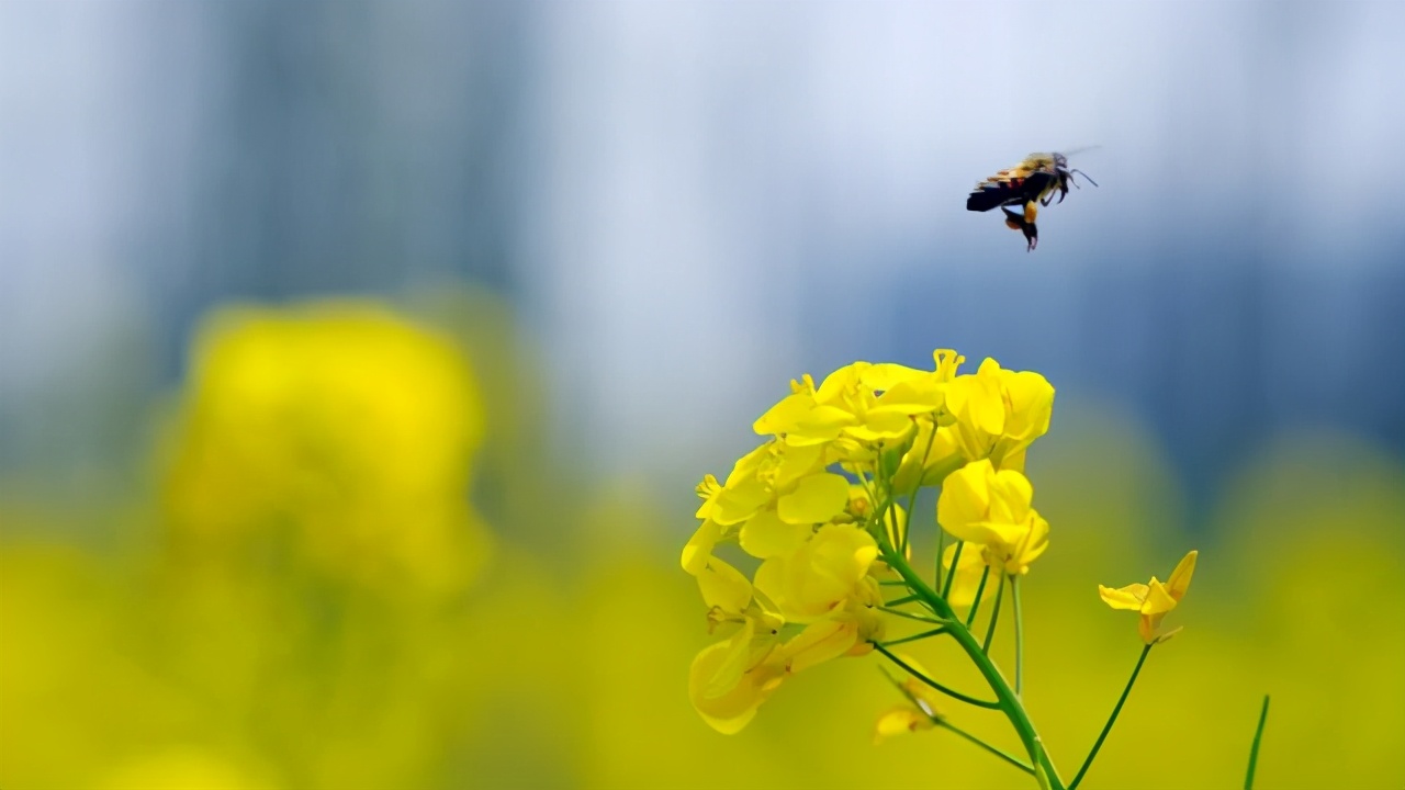 花开的声音作品,花开的声音儿歌