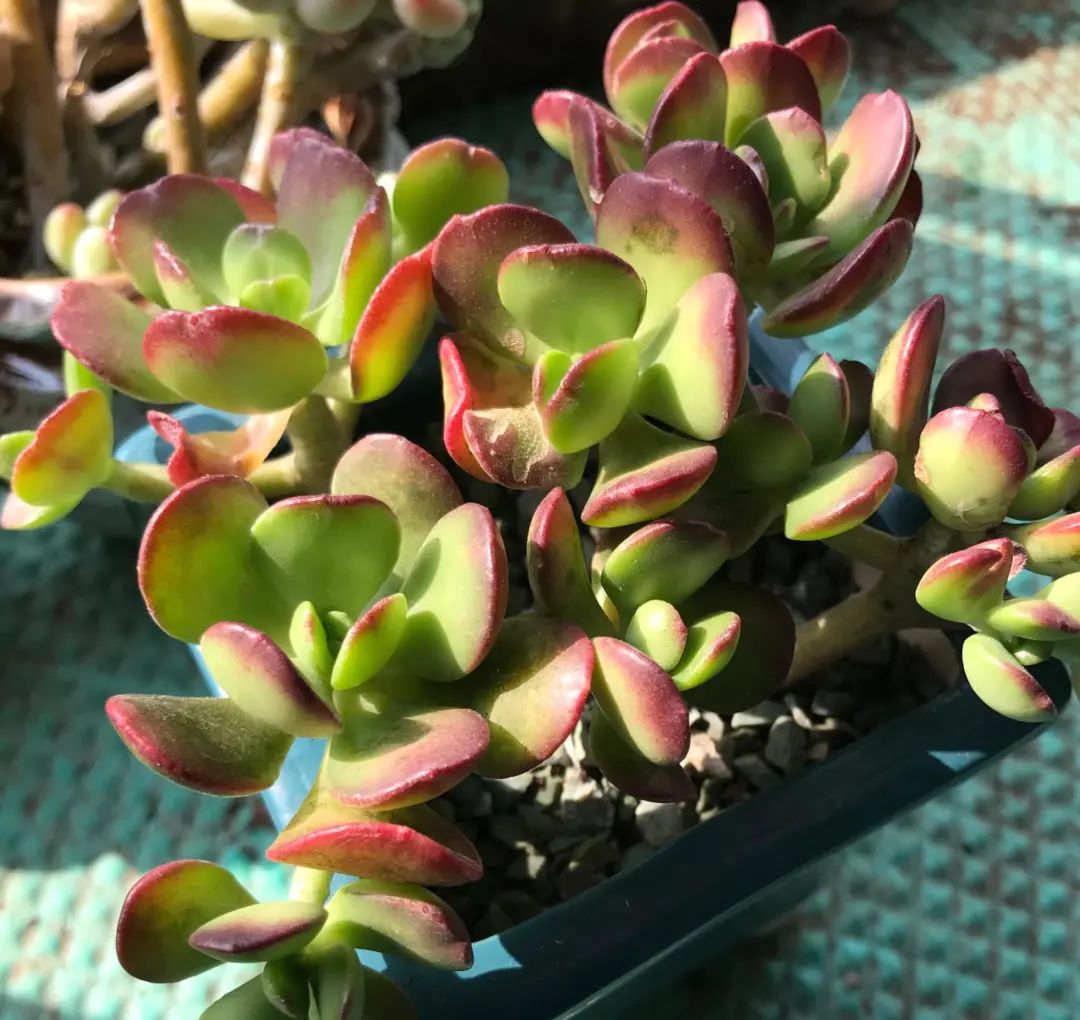 既见云胡不喜,既见君子云胡不喜毛笔楷书