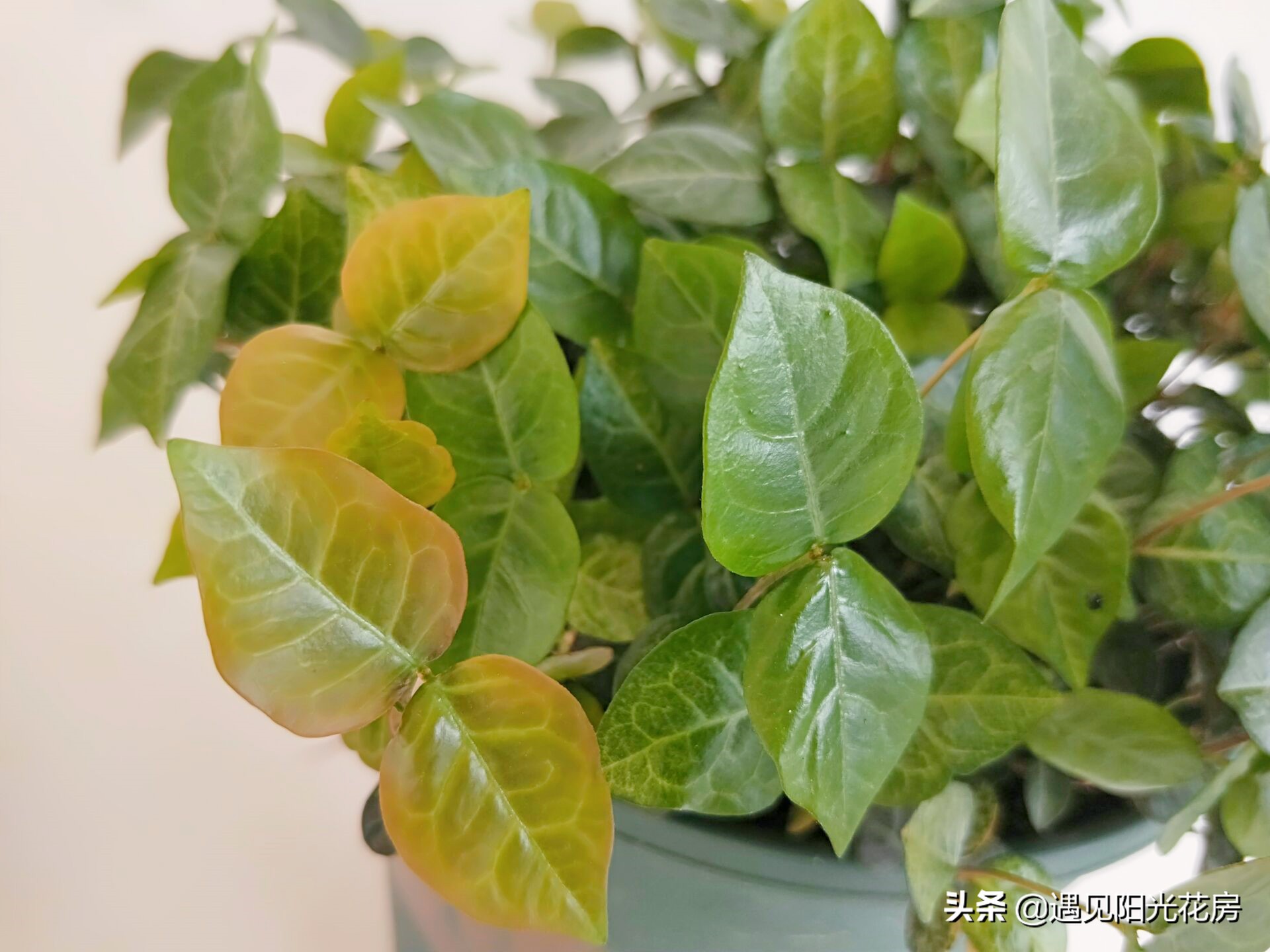 “变色植物”花叶络石，养护成彩叶，2方面要做好！