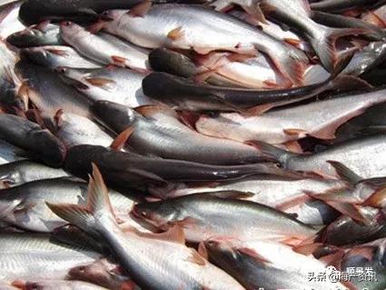 各国海鲜大盘点,今年过年最值得入手的海鲜