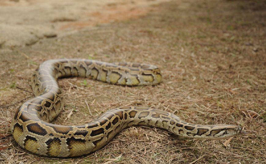 中国最危险的几条蟒蛇 (一条真正的蟒蛇到底有多吓人)