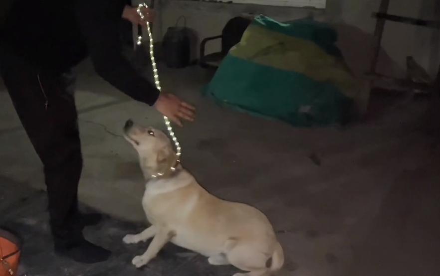 拉布拉多被卖到狗肉馆小主人哭,拉布拉多送狗肉馆被救下