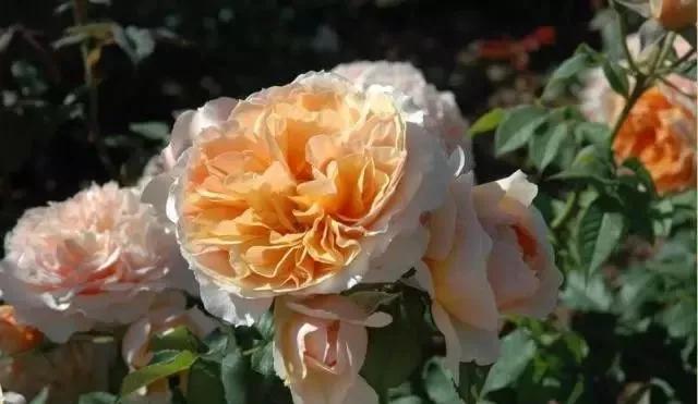 玫瑰花有哪些品种,玫瑰花有哪些品种大全