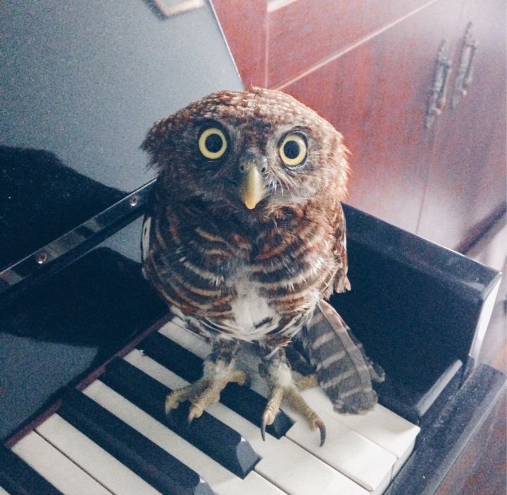 猫头鹰｜散发神秘与诡异，伟大的猎手，结果因为太萌了成了宠物