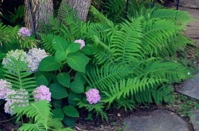 干货分享种植小技巧,混合花境设计与种植建议