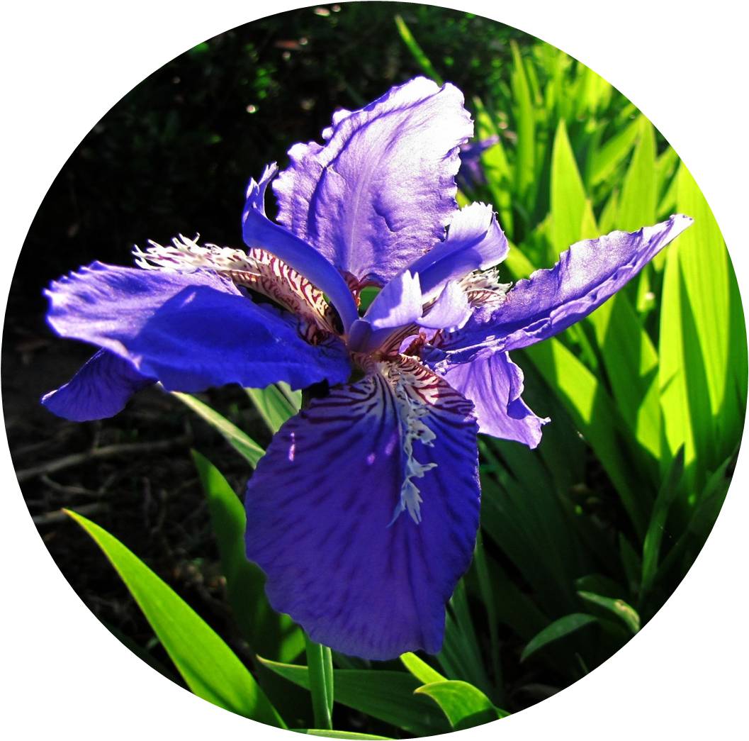 菊竹梅兰图欣赏,花中四君子的兰花图片