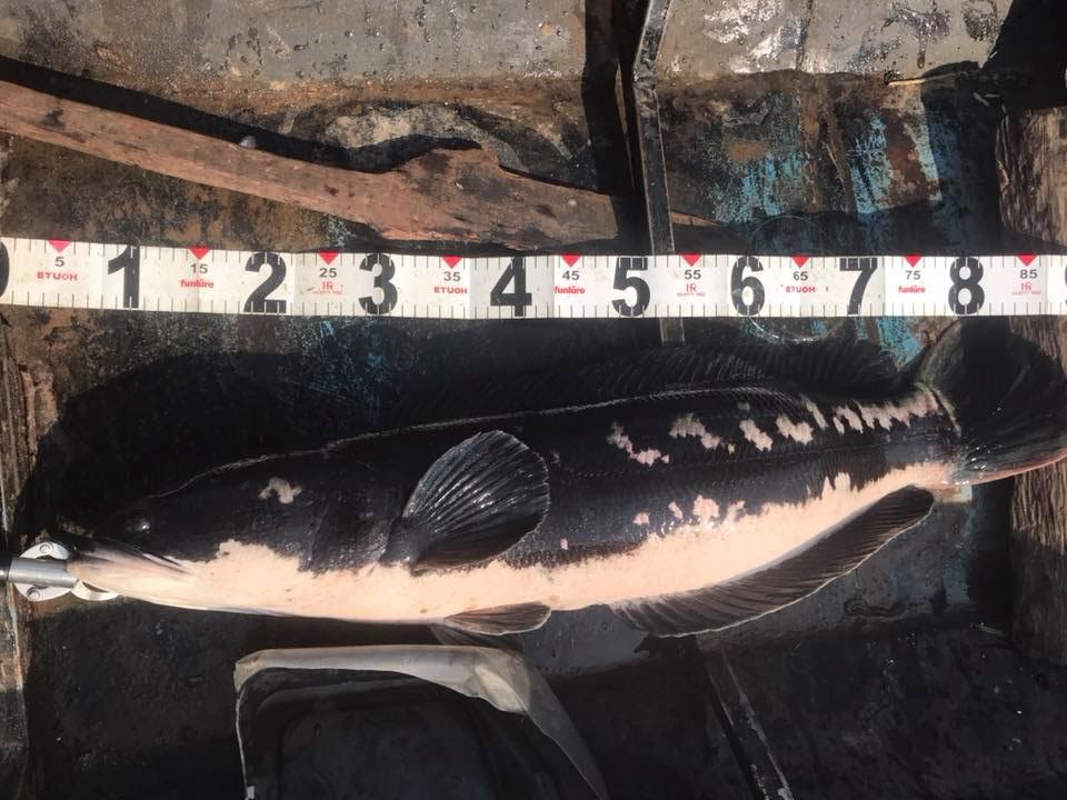 狮子鱼为何在美国泛滥成灾,蛇头鱼在中国为什么不泛滥