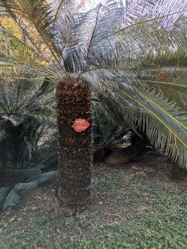 苏铁是藻类的植物吗,植物宝贝苏铁的视频
