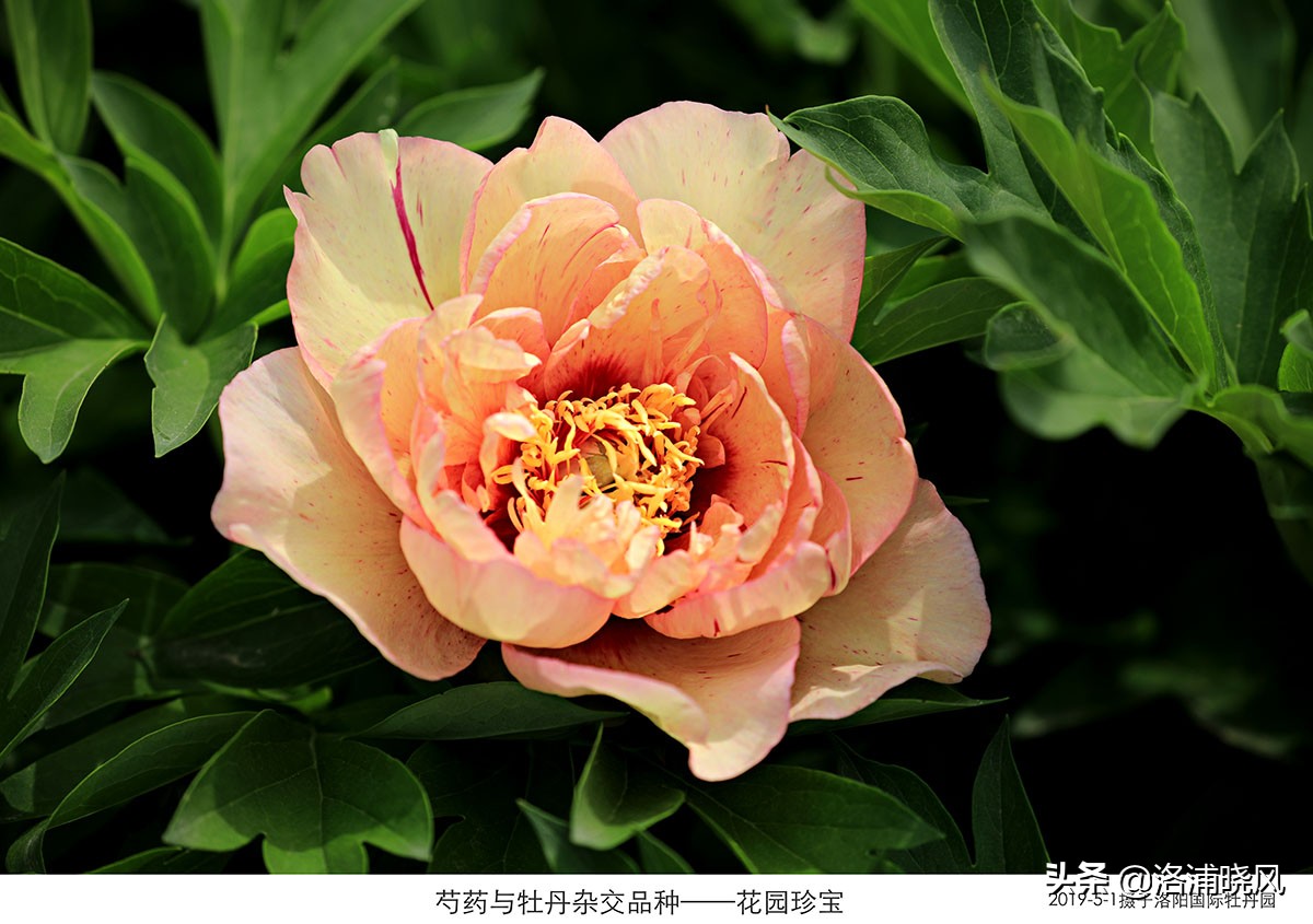 大院绿化的回忆——顺便看看院里的芍药定个究竟有多少种？