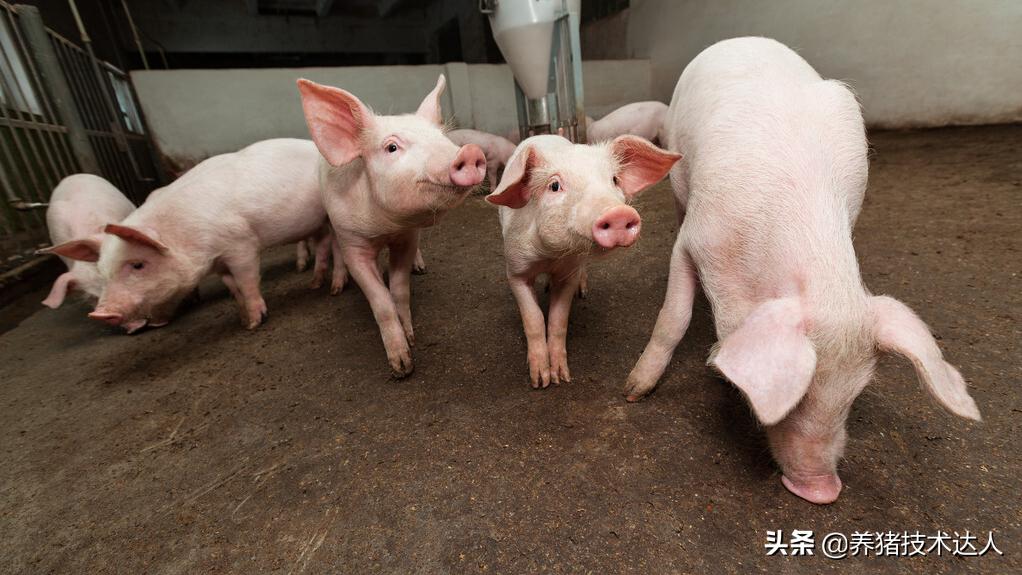 母猪的饲养管理和如何增加产仔数,怎样才能提高母猪的产仔率