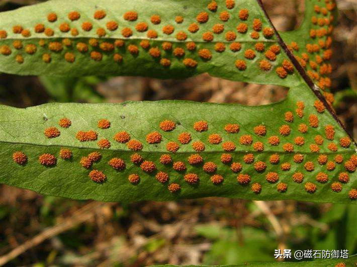 植物进化历程之藻类,藻类植物进化历程