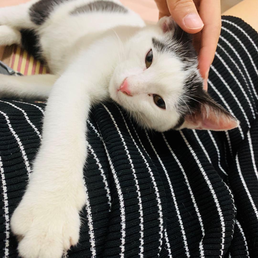 为什么要养猫因为孤独,为什么那么多人都喜欢养猫