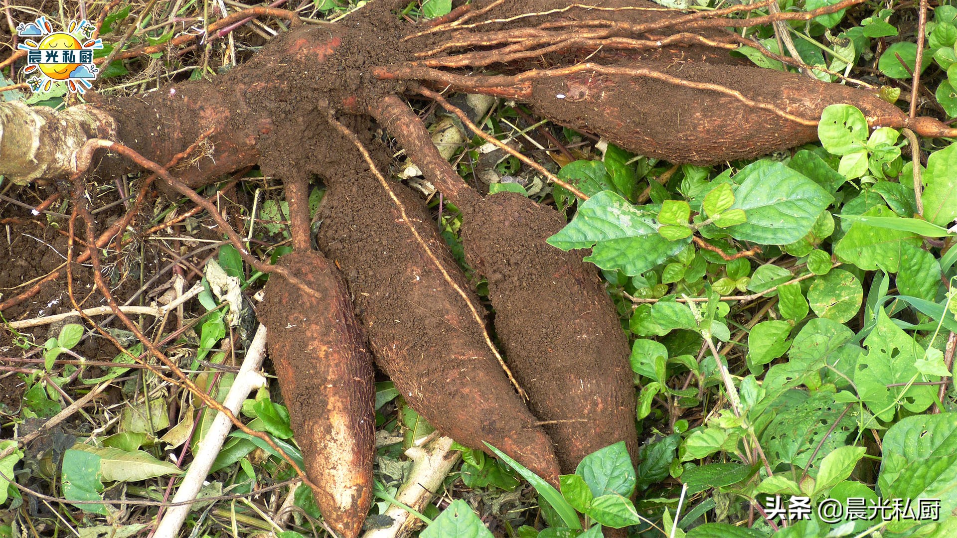 做马蹄糕可以用木薯粉代替马蹄粉,马蹄糕的马蹄粉可用木薯粉代替吗