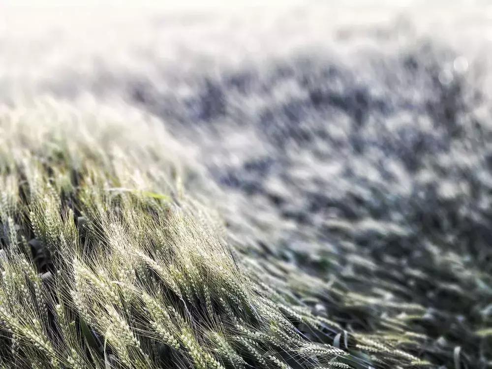 泼辣活动|“希望的田野”地铁影展征集