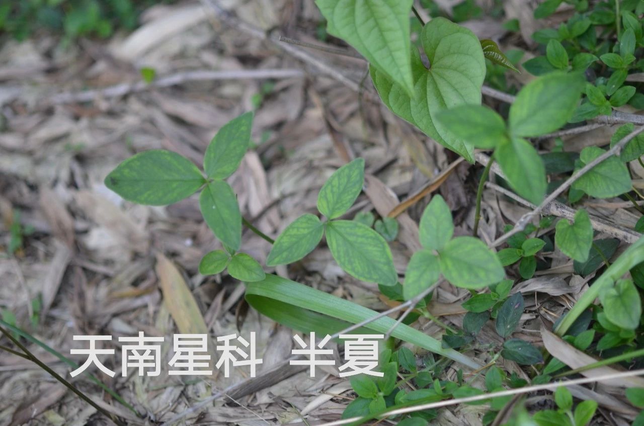 采药终南山,采药山