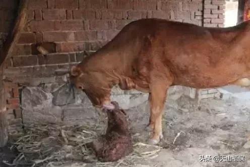 新生犊牛的最新管理技巧,犊牛护理管理