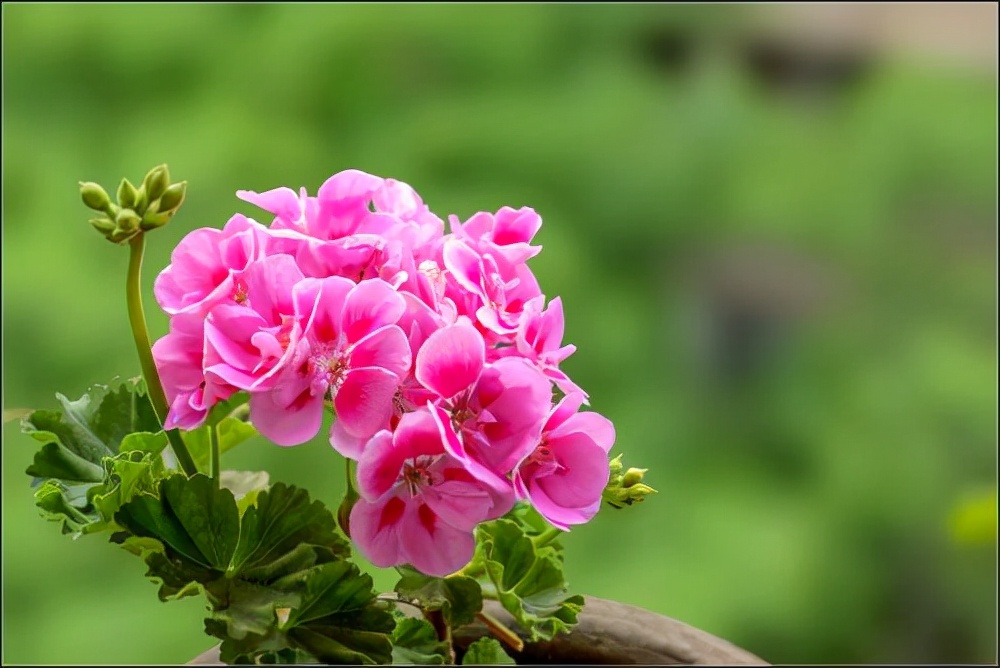 花卉绿植种植大全,温室常见的花卉