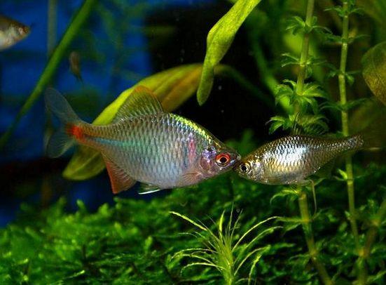 想在原生缸里放河蚌需要怎么处理,野生鱼它是如何繁殖的