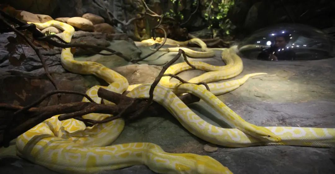 长隆野生动物世界暑假攻略,广州长隆野生动物园亲子一日游攻略