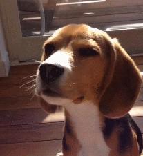 什么样才算纯种狗？纯种狗是怎么培育出来的？