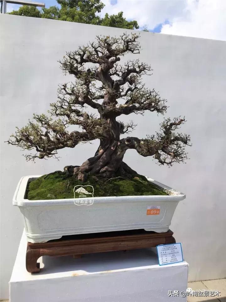 大树型雀梅造型,雀梅盆景怎么养才能爆盆