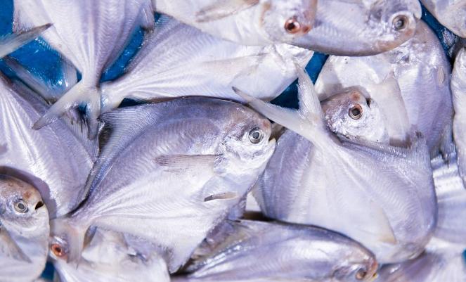 淡水鲳鱼养殖方法,淡水鲳鱼的养殖技术和环境