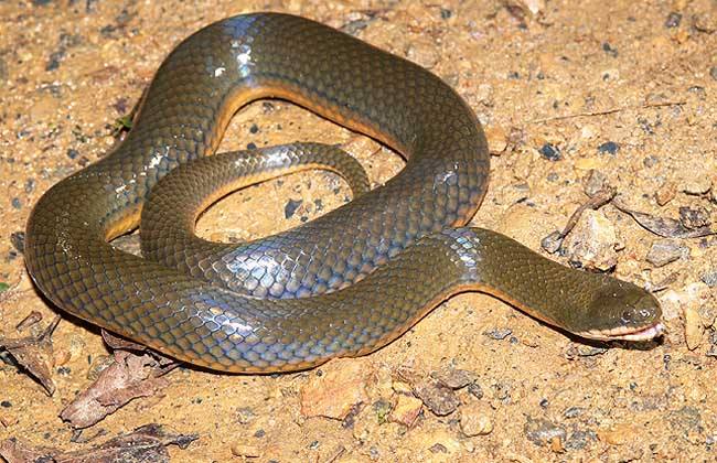 养殖水蛇技术视频,人工养殖水蛇