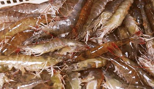 宁波杭州湾世纪城在哪个区,宁波杭州湾新区发展历程