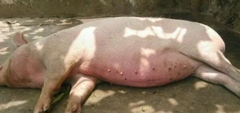 热门夏季猪中暑的急救方法,猪中暑和脑炎的区别