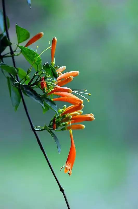 赏花时间表,赏花季节及图片