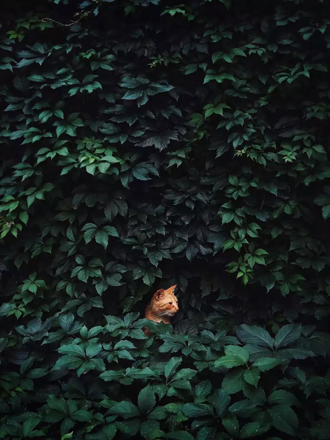 华为新影像大赛9张图,2019华为新影像大赛