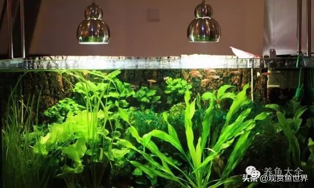 养小型观赏鱼常备药,观赏鱼能用什么药最安全