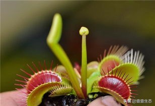 壹壹生态小百科-捕蝇草