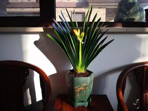 君子兰开花后变成三个头了咋养,君子兰怎样才能结子