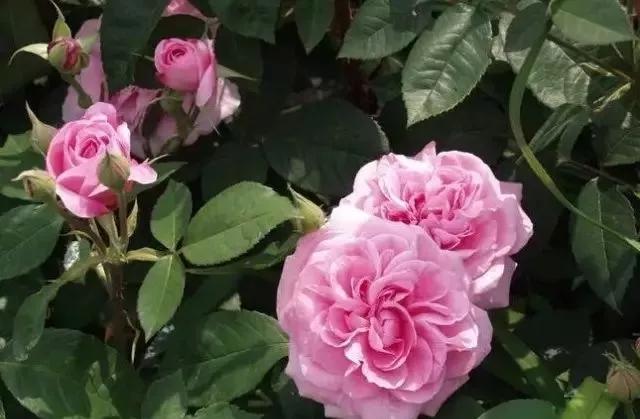 每天学习一点点花卉,100种常见玫瑰品种