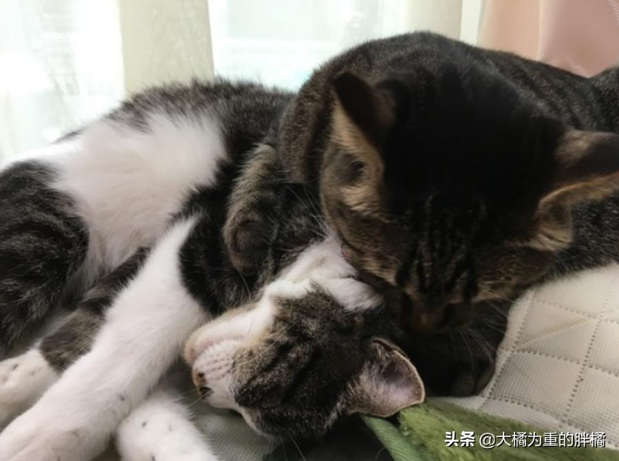 抓住猫脖子后果,抓住猫脖子为啥会蹬脚